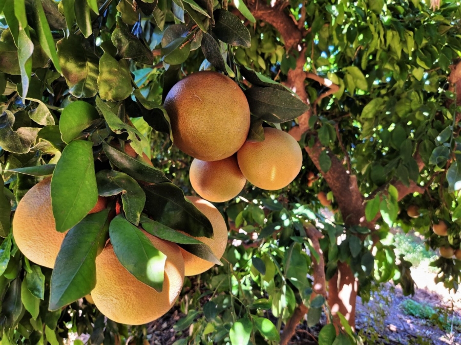 Commercial Property for Sale in Kakamas Rural Northern Cape